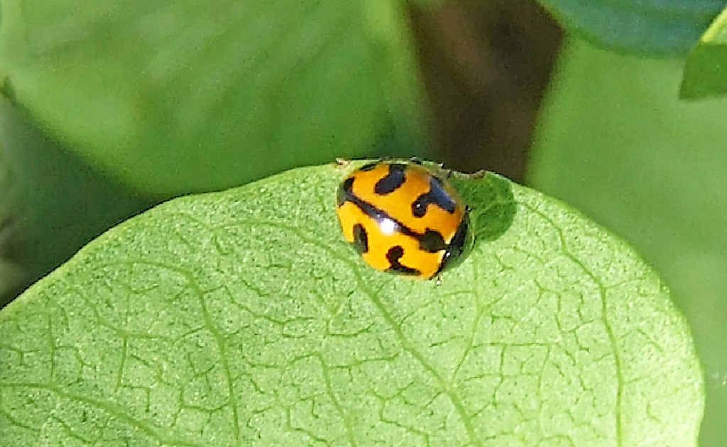 Ladybugs are moving into local gardens. Ladybugs are moving into local gardens.